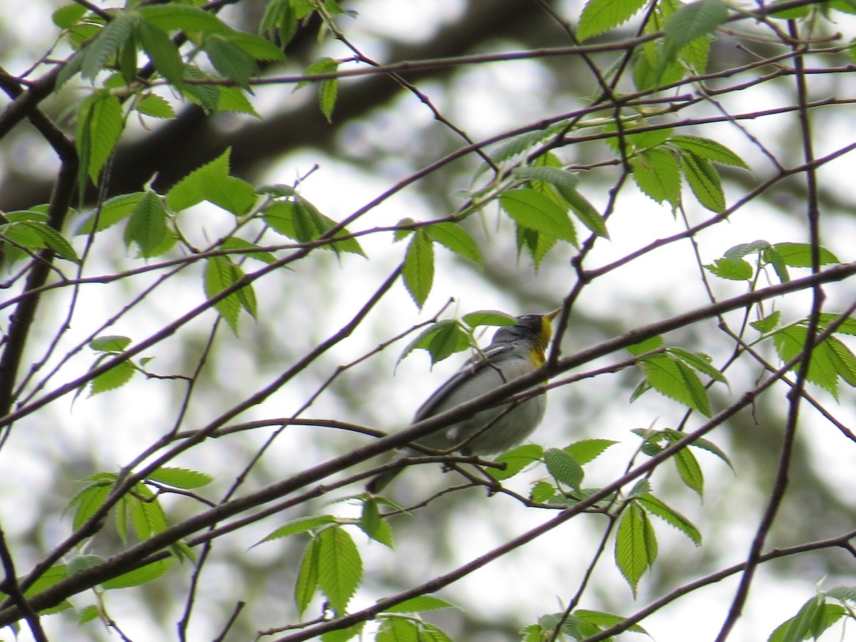 Parula Norteña - ML445275981