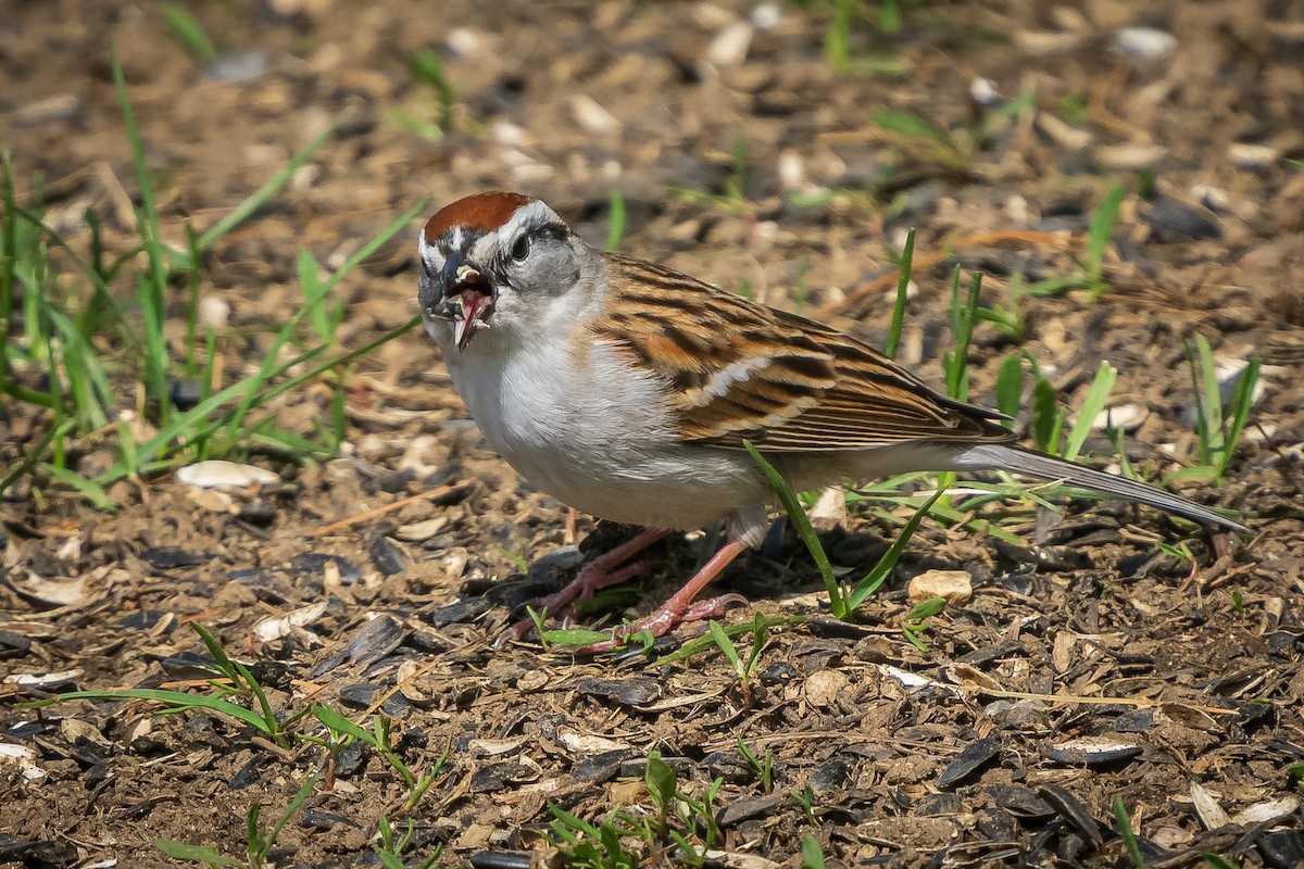 Chipping Sparrow - ML445276001