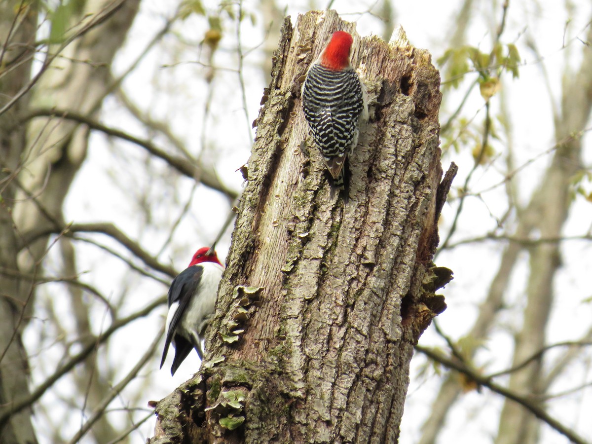 Red-bellied Woodpecker - ML445276071