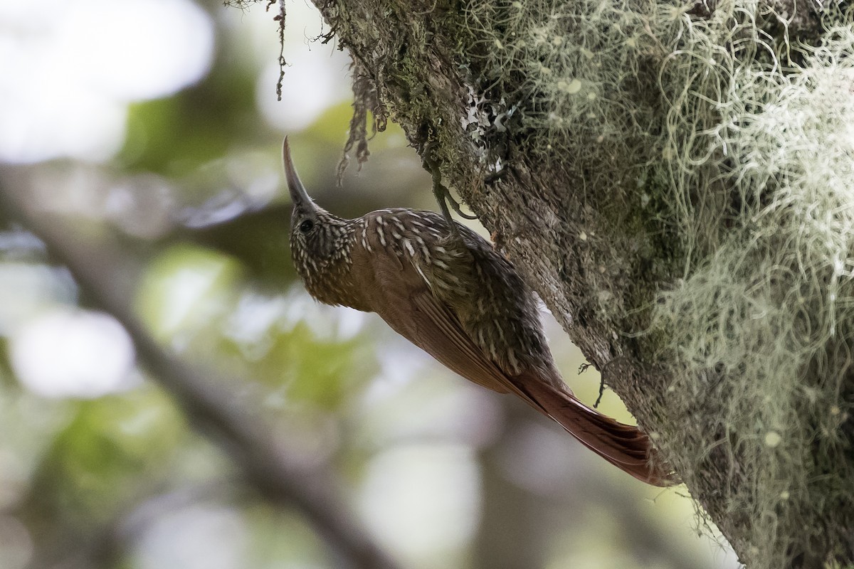 Montane Woodcreeper - ML445276311