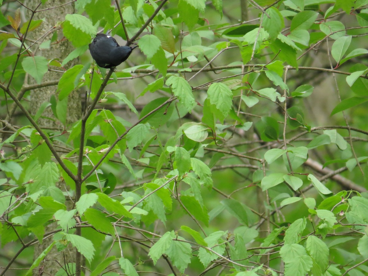 Black-throated Blue Warbler - Michael L Crouse