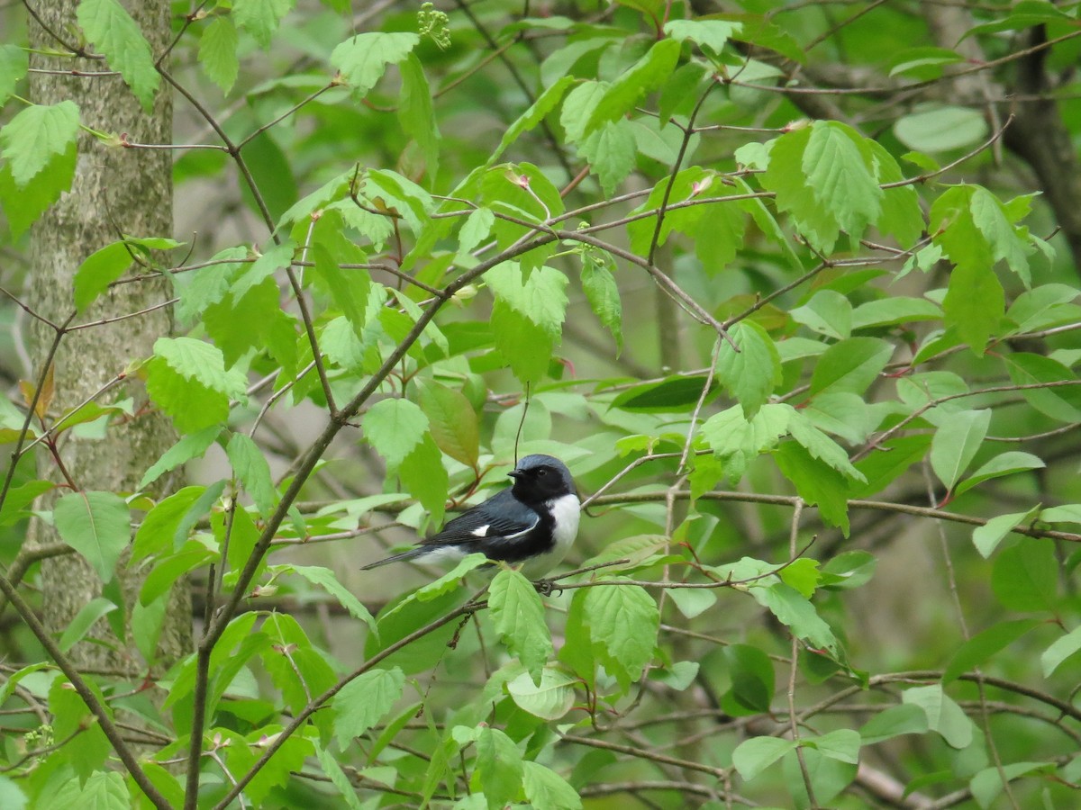 Black-throated Blue Warbler - ML445276491