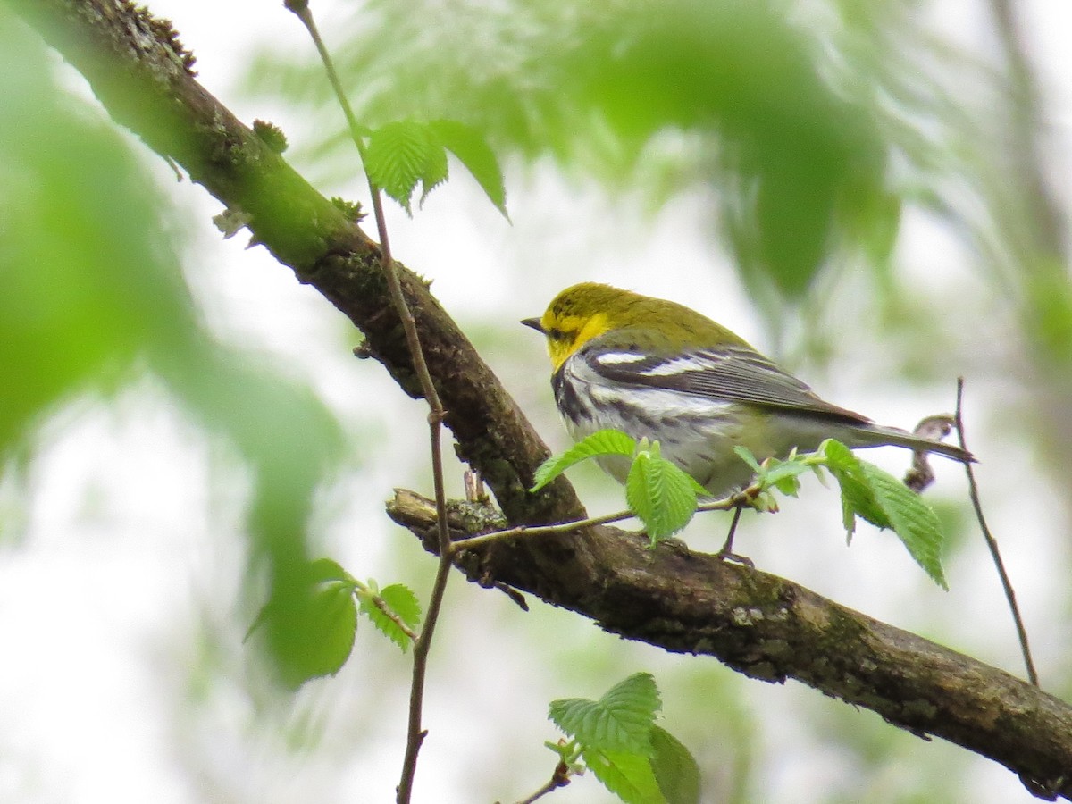 Black-throated Green Warbler - ML445276561