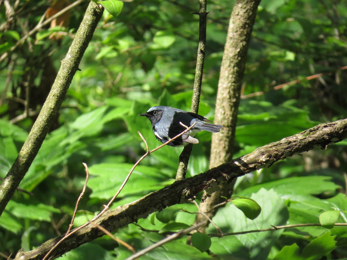 Black-throated Blue Warbler - ML445276881