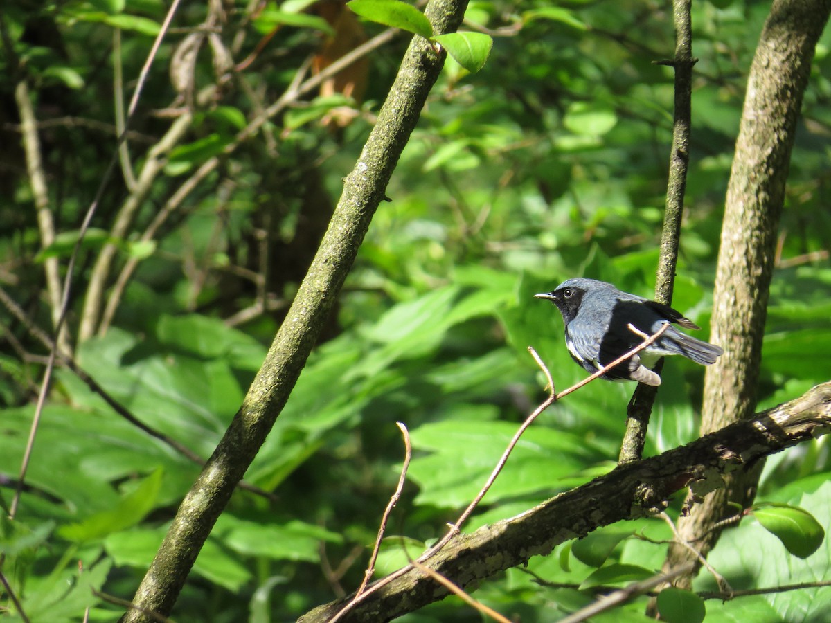 Black-throated Blue Warbler - ML445276891