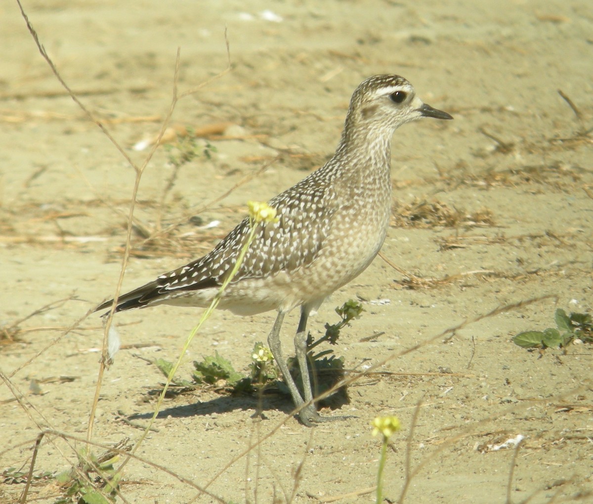 American Golden-Plover - ML44527691