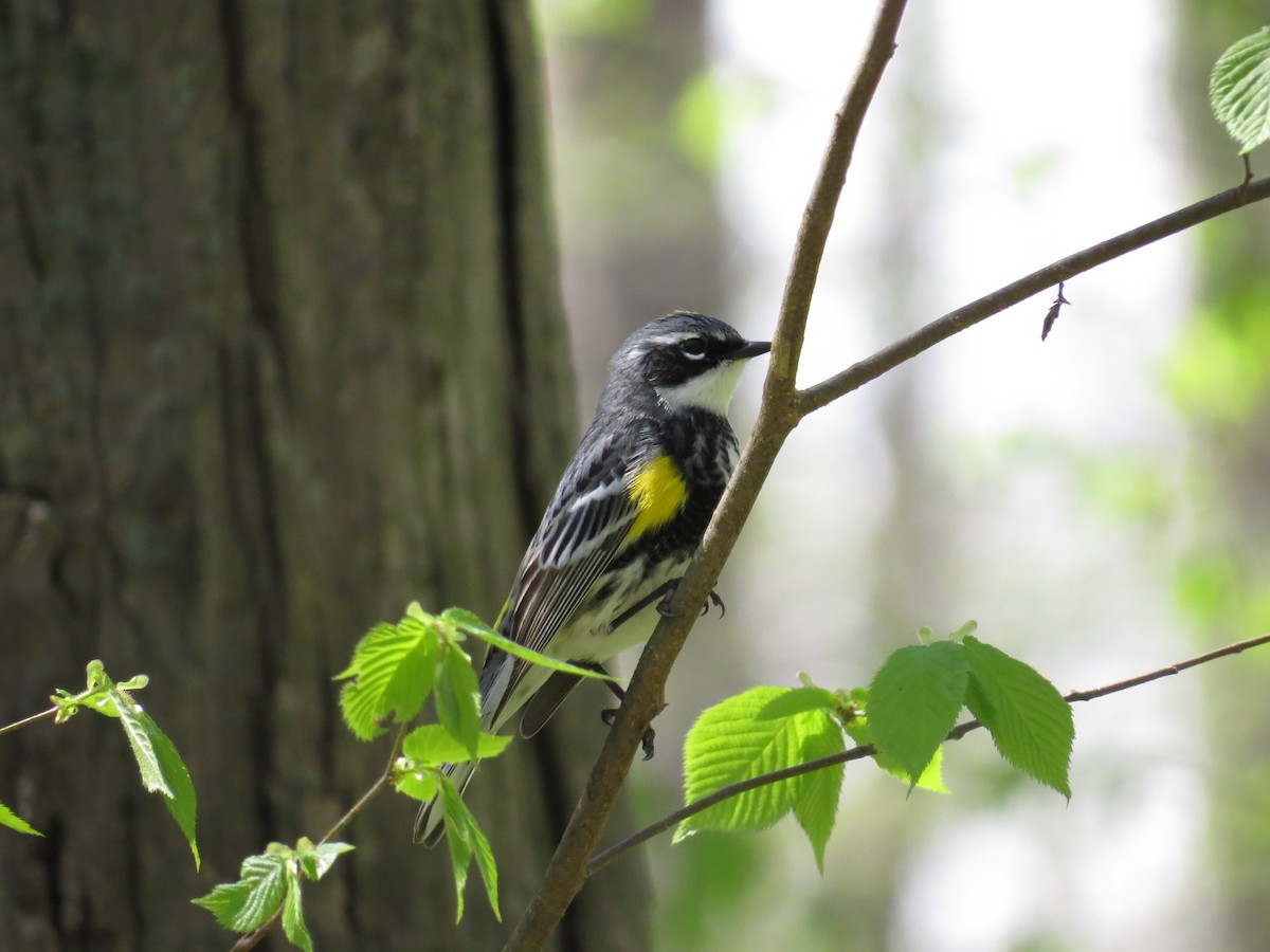 Yellow-rumped Warbler - ML445277021