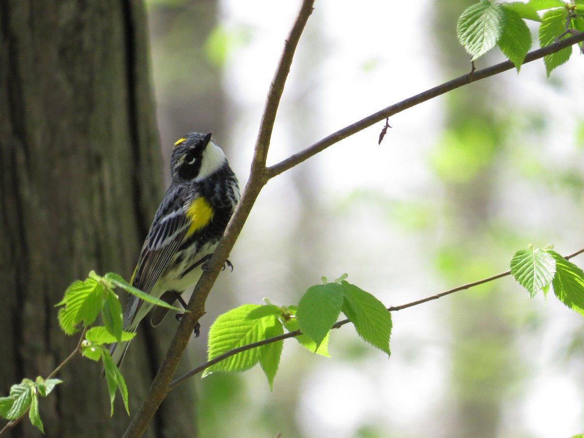 Yellow-rumped Warbler - ML445277031