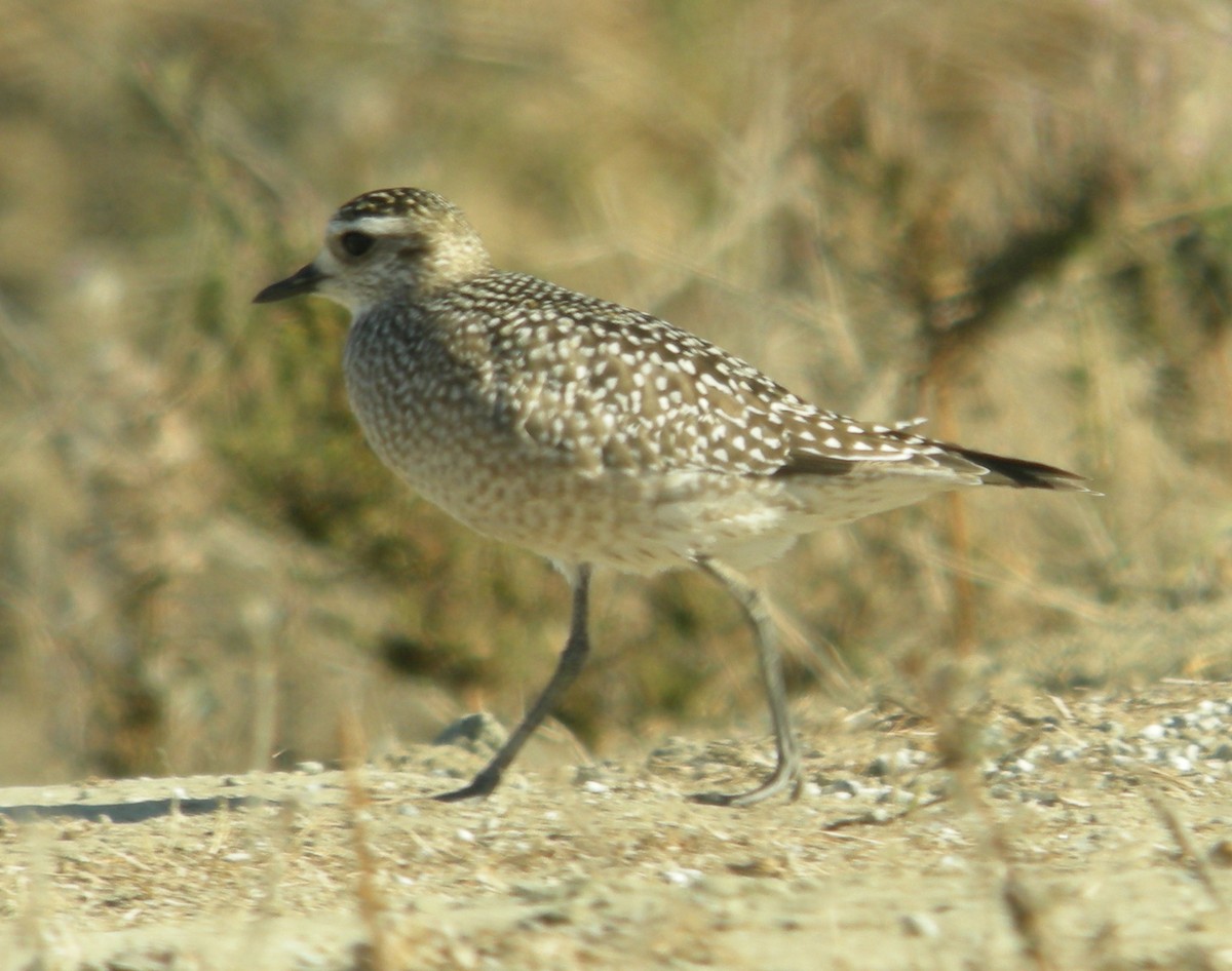 American Golden-Plover - ML44527721