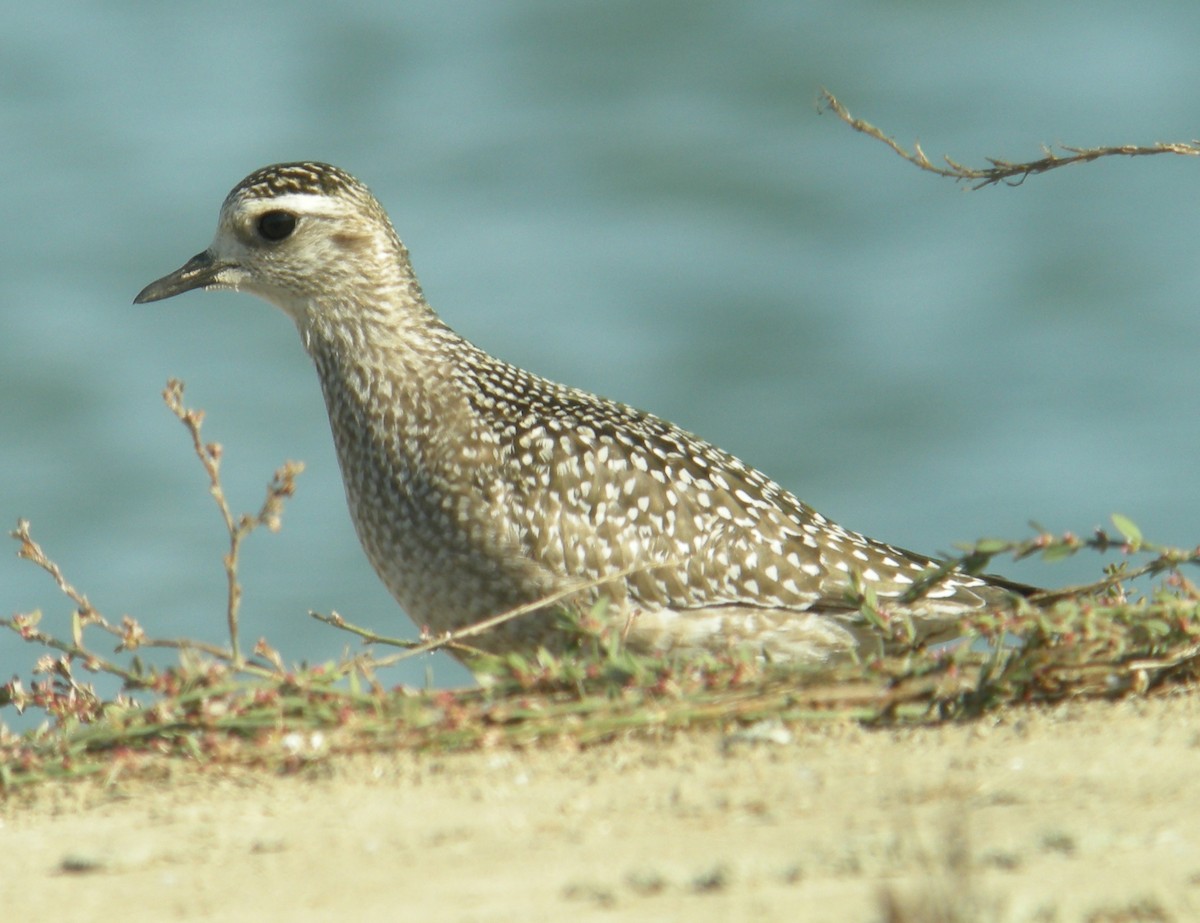 Chorlito Dorado Americano - ML44527731