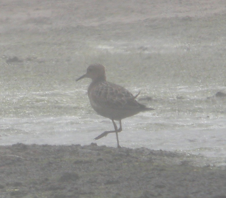 Buff-breasted Sandpiper - ML44527821