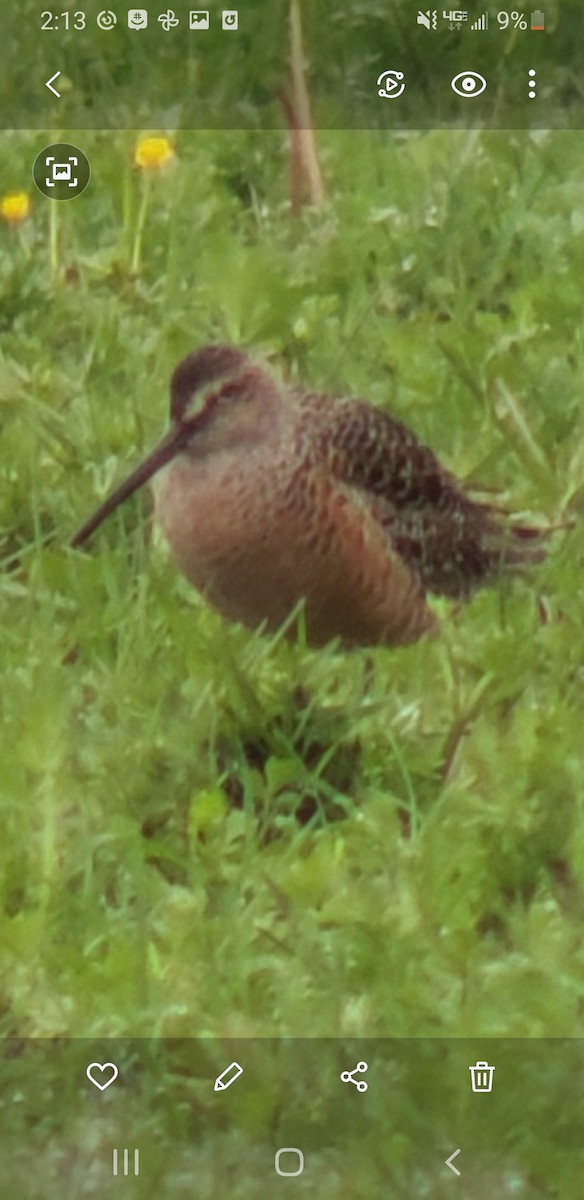 Long-billed Dowitcher - ML445278261