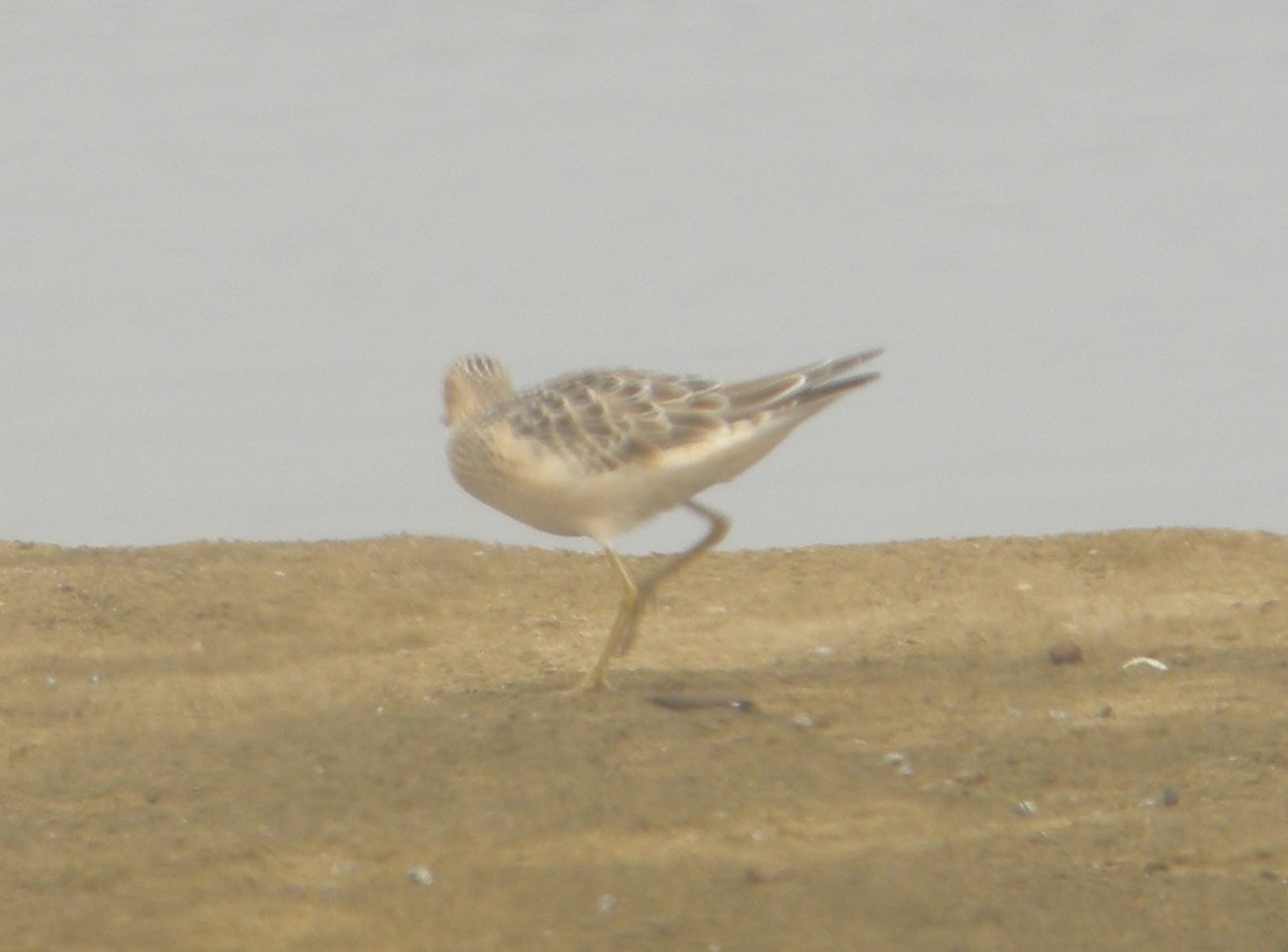 Buff-breasted Sandpiper - ML44527831