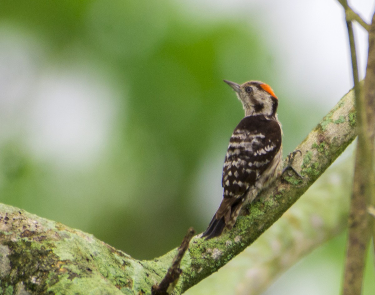 Gray-capped Pygmy Woodpecker - ML445279511