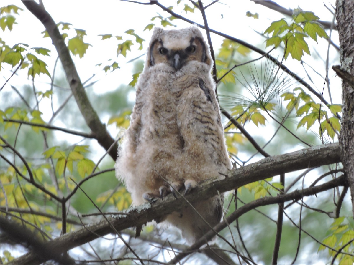 Great Horned Owl - ML445280661