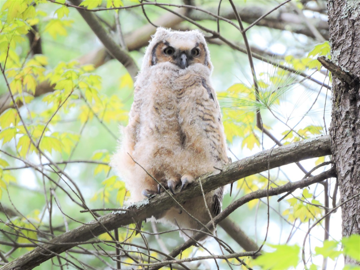 Great Horned Owl - ML445280741
