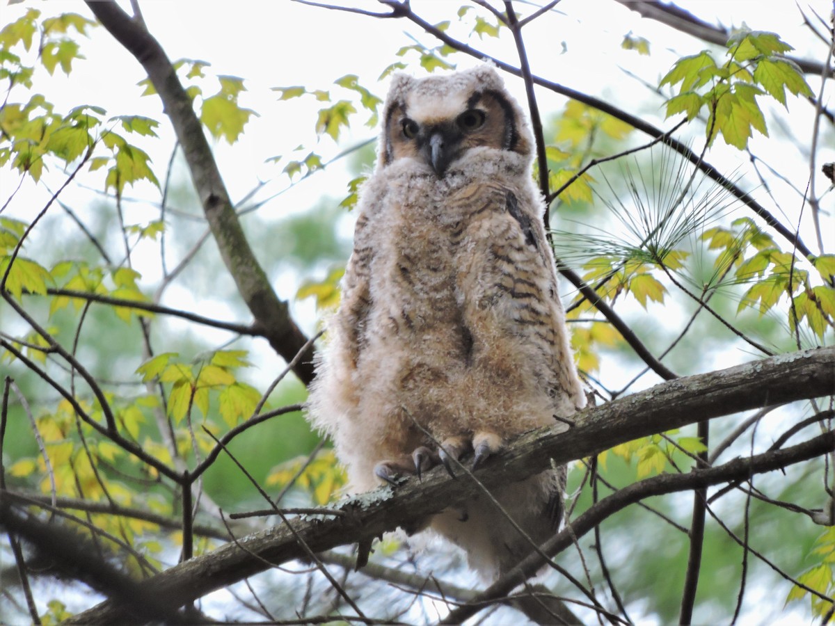 Great Horned Owl - ML445280751