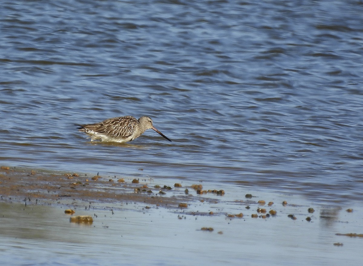 Bar-tailed Godwit - ML445281591