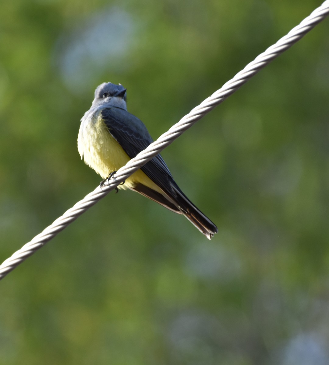 Western Kingbird - Ulrike Guggenheim