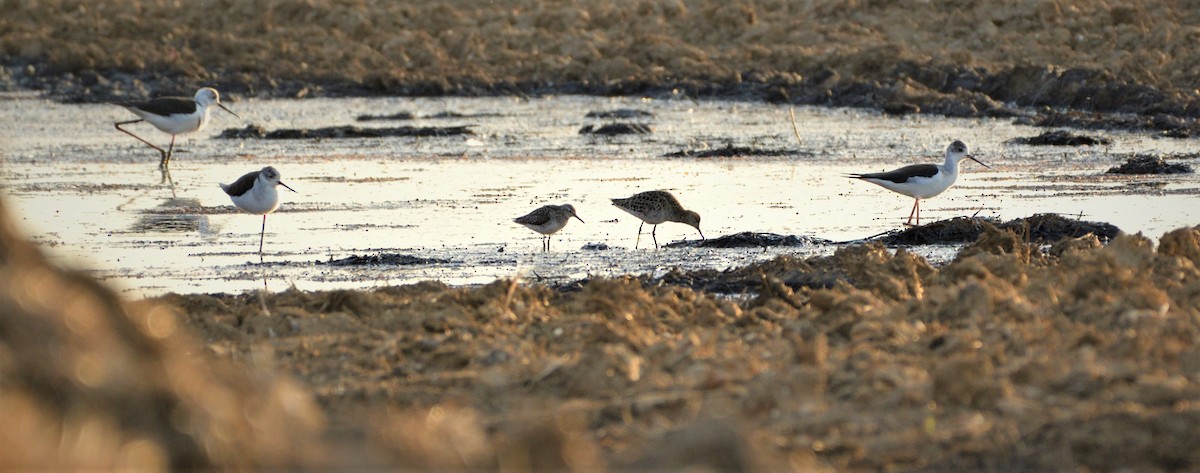 Black-winged Stilt - ML445283351