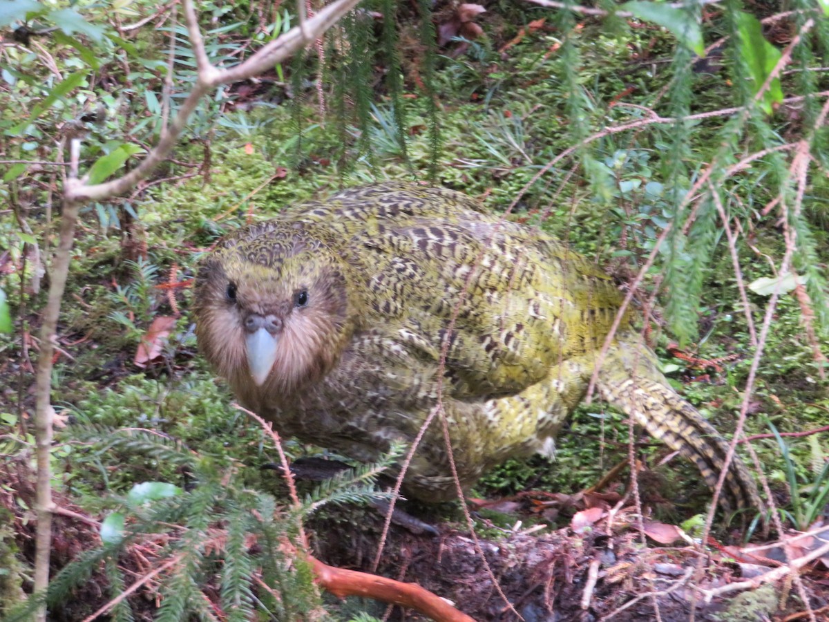 Kakapo - Maggie Evans