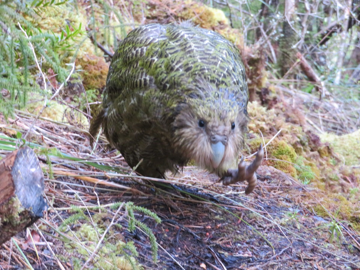 kakapo soví - ML44528461