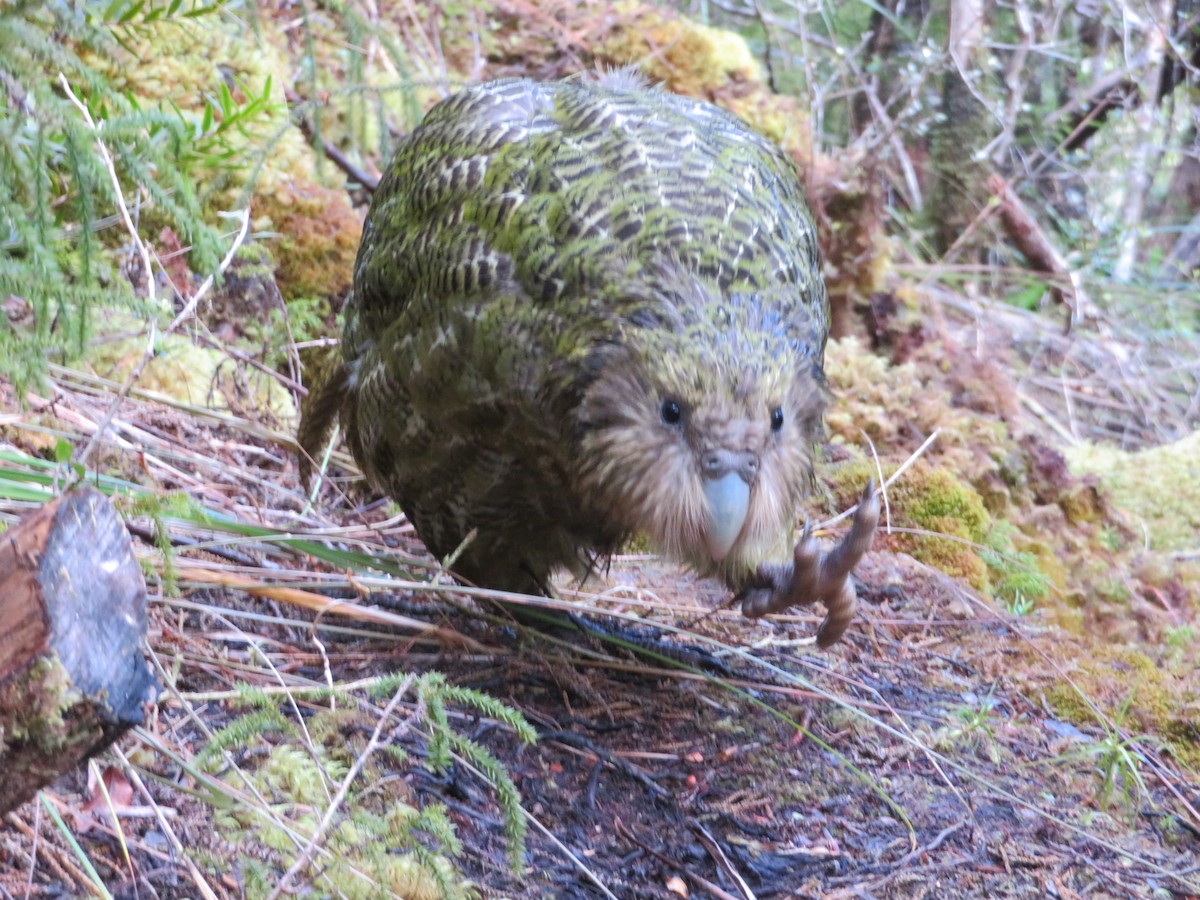 kakapo - ML44528461