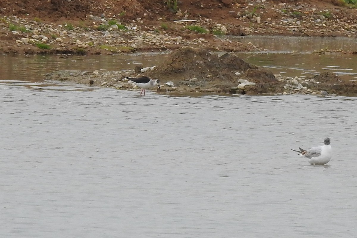 Black-winged Stilt - ML445284651