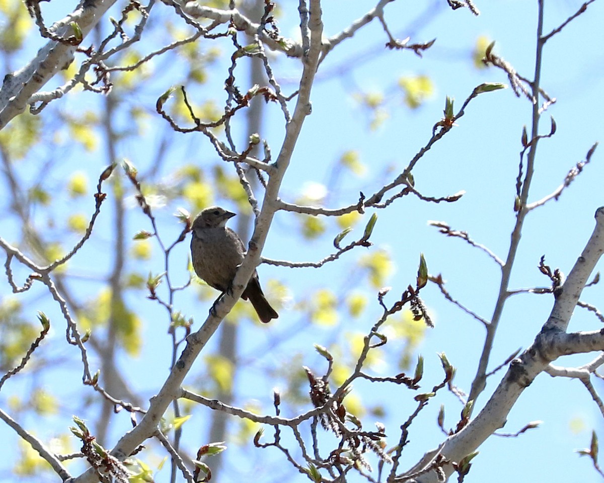 Brown-headed Cowbird - Mario St-Gelais