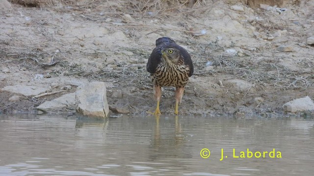 Eurasian Goshawk - ML445285311