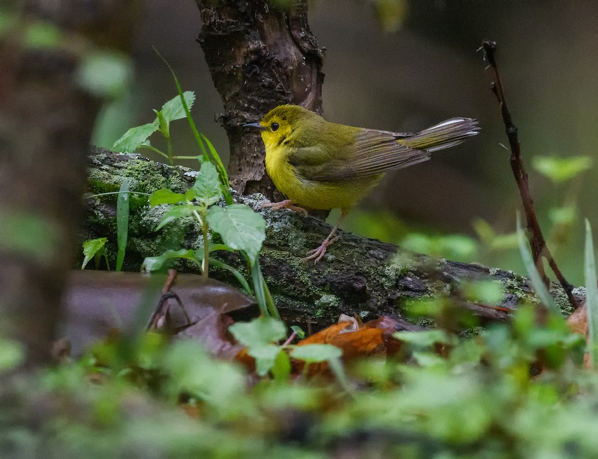 Hooded Warbler - Tom Warren