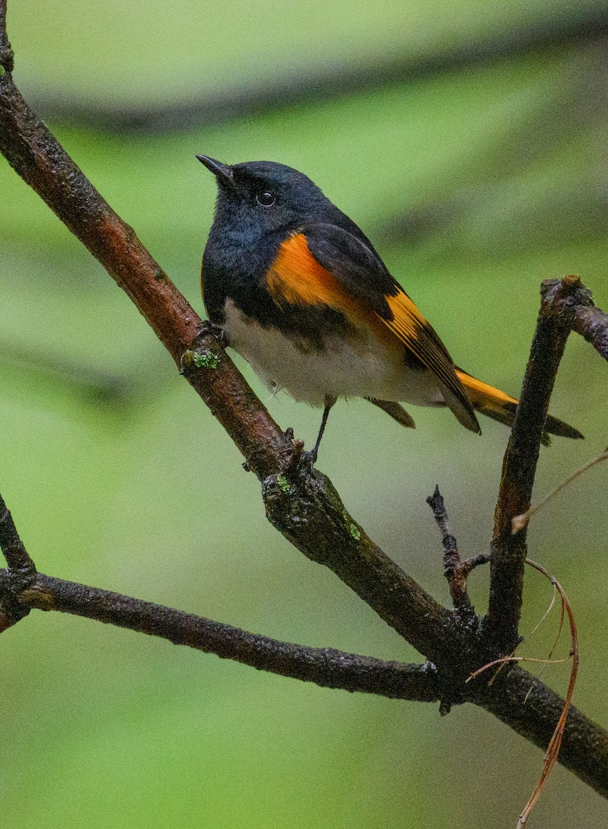 American Redstart - ML445285911