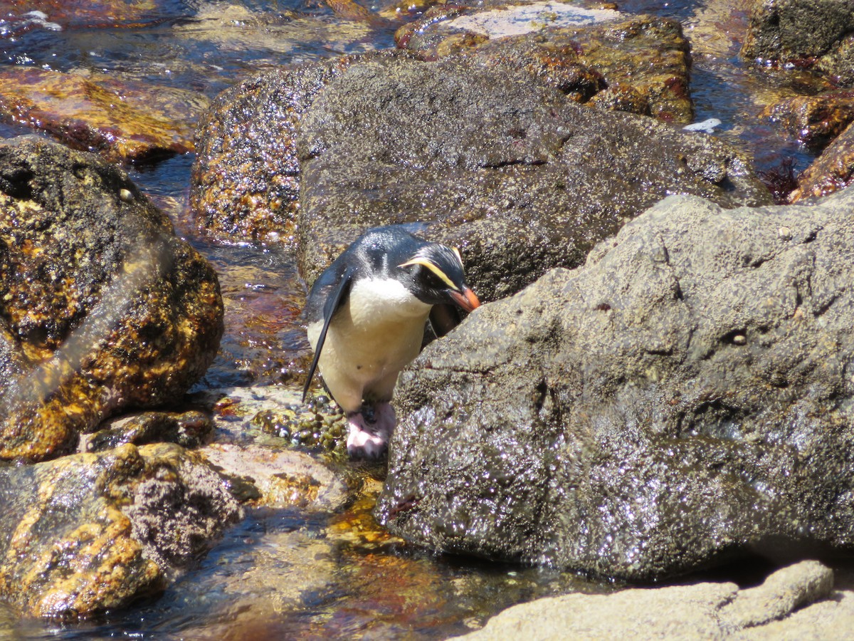 Fiordland Penguin - Maggie Evans