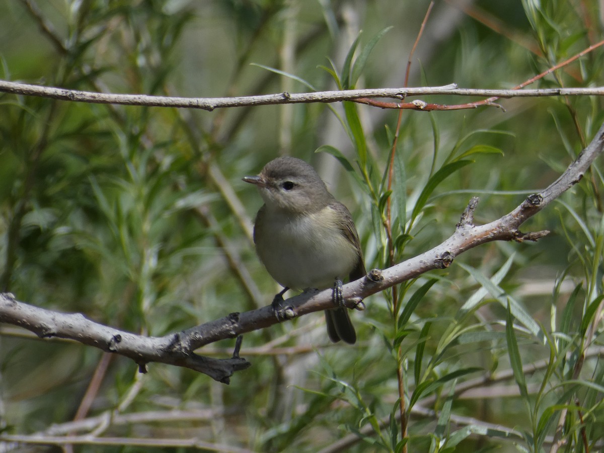 Warbling Vireo - Lucie Parker