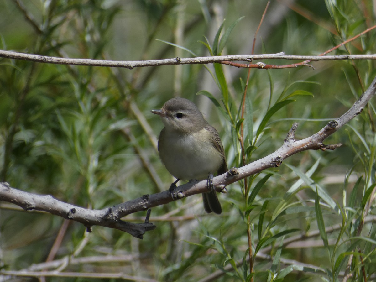 Warbling Vireo - ML445289901