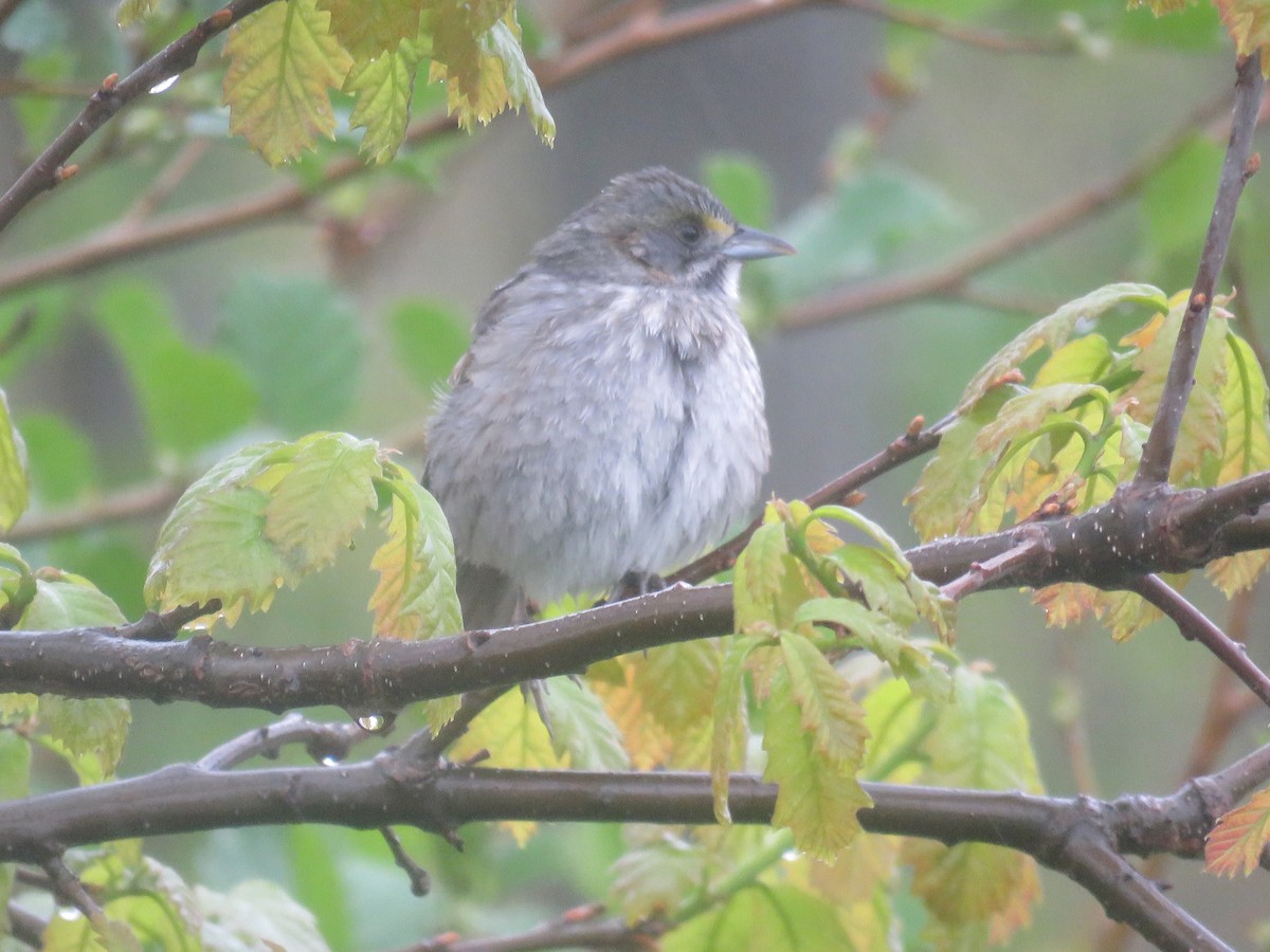 Seaside Sparrow - ML445290901