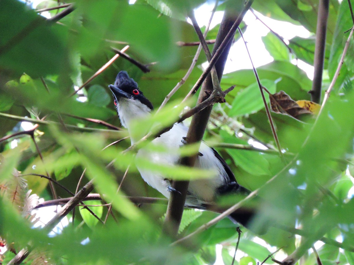 Great Antshrike - ML445292771