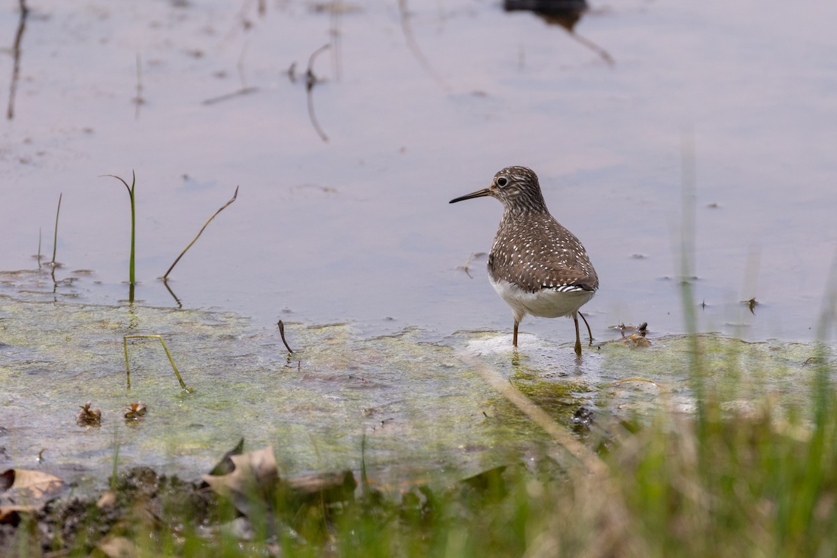 Solitary Sandpiper - ML445293061