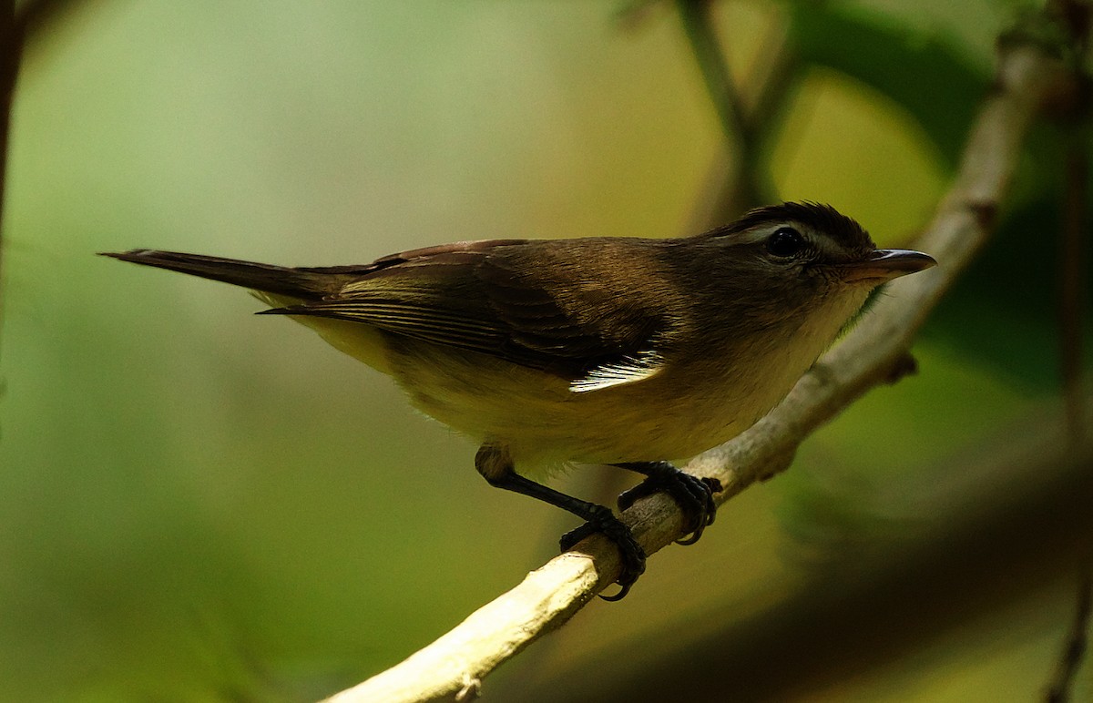 Brown-capped Vireo - ML445293851