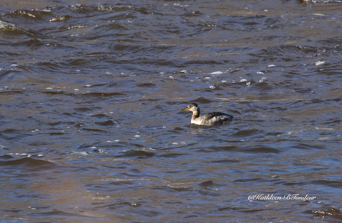 Red-necked Grebe - Kathleen Tondeur