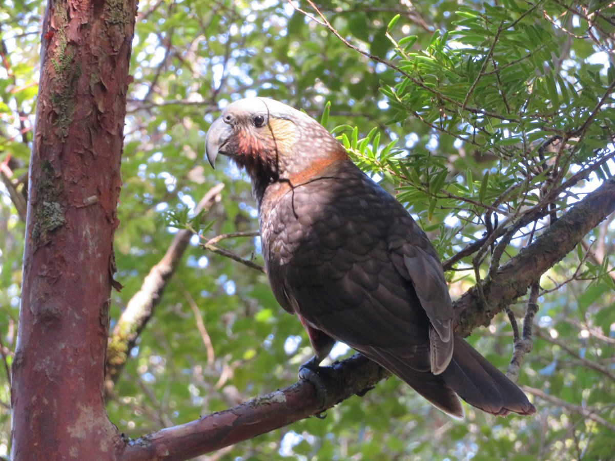 New Zealand Kaka - Maggie Evans