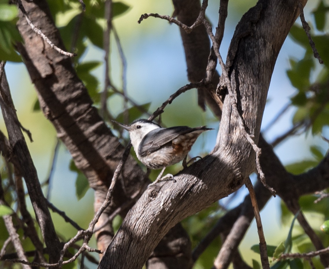 White-breasted Nuthatch - Lee Bush