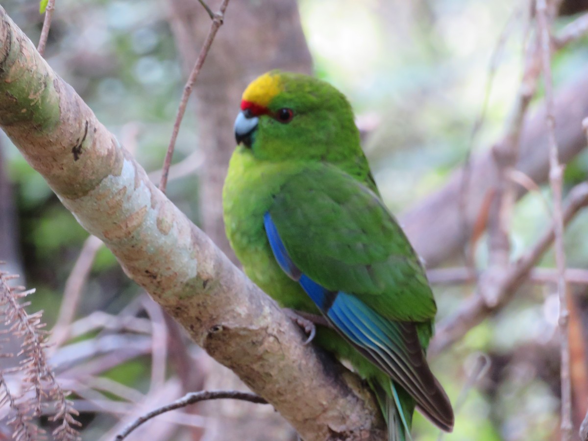 Yellow-crowned Parakeet - ML44529471