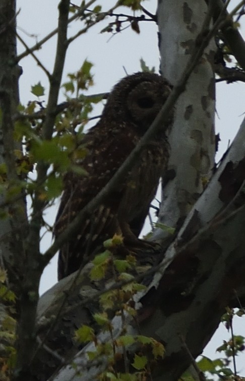 Barred Owl - ML445294941