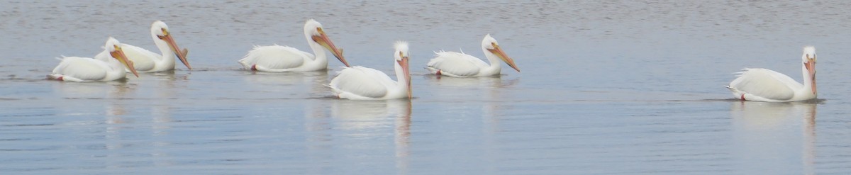 American White Pelican - ML445296911