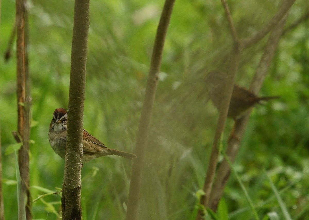 Swamp Sparrow - ML445297211