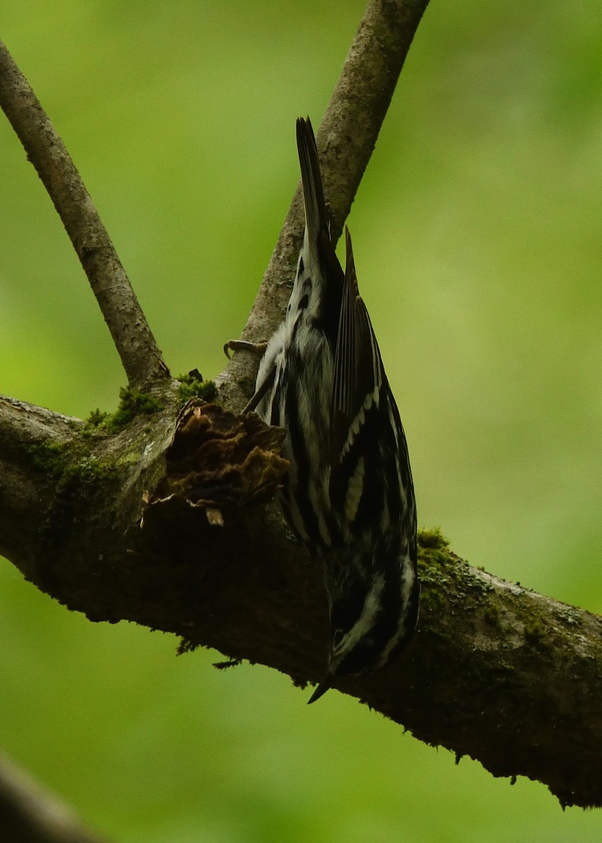 Black-and-white Warbler - Guy Babineau