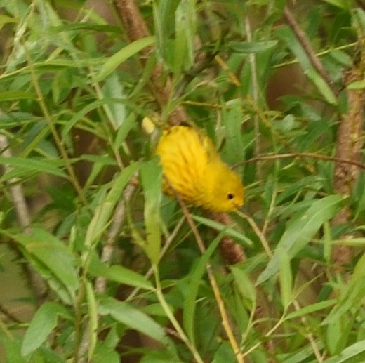 Yellow Warbler - ML445297831