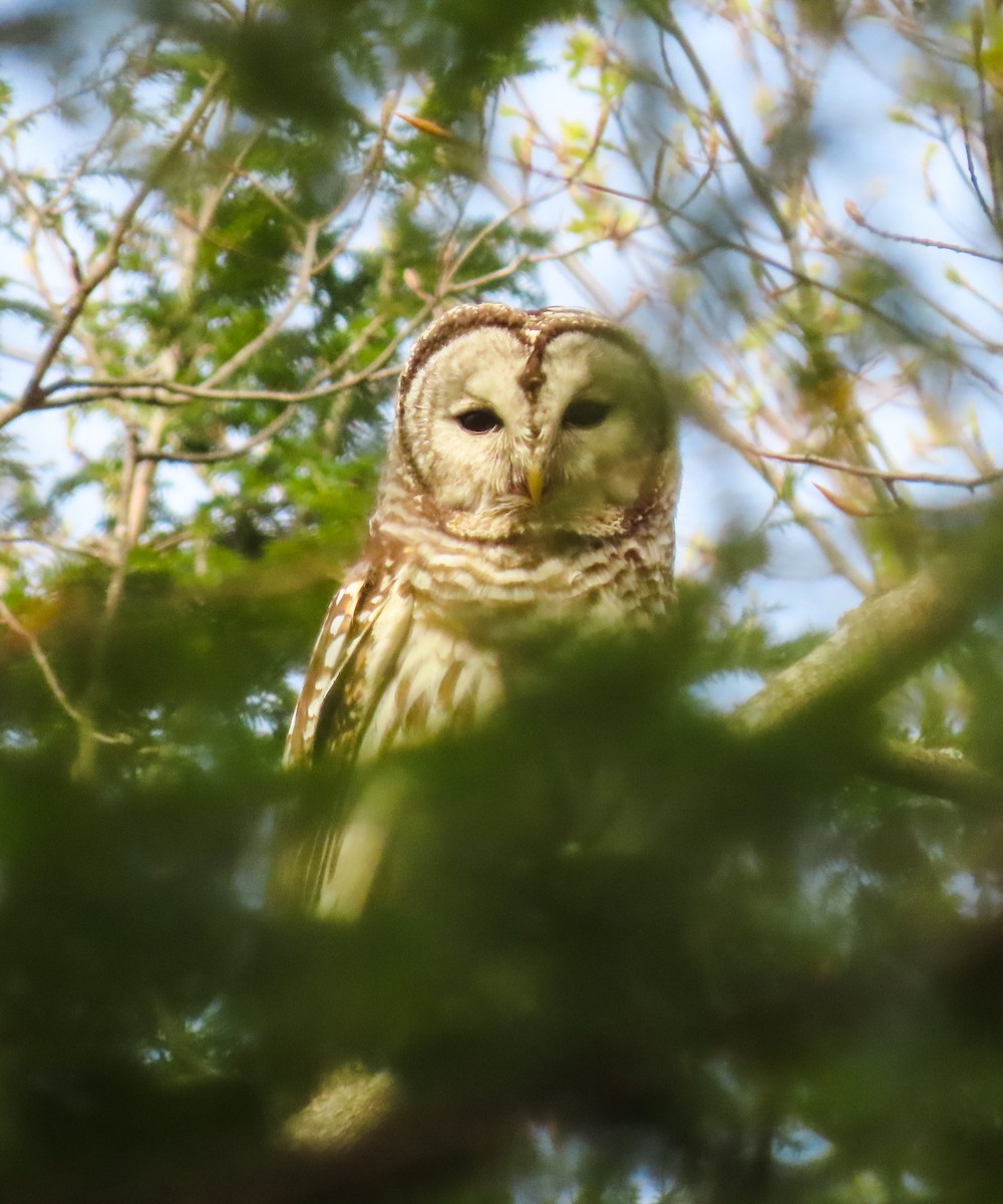 Barred Owl - ML445298151