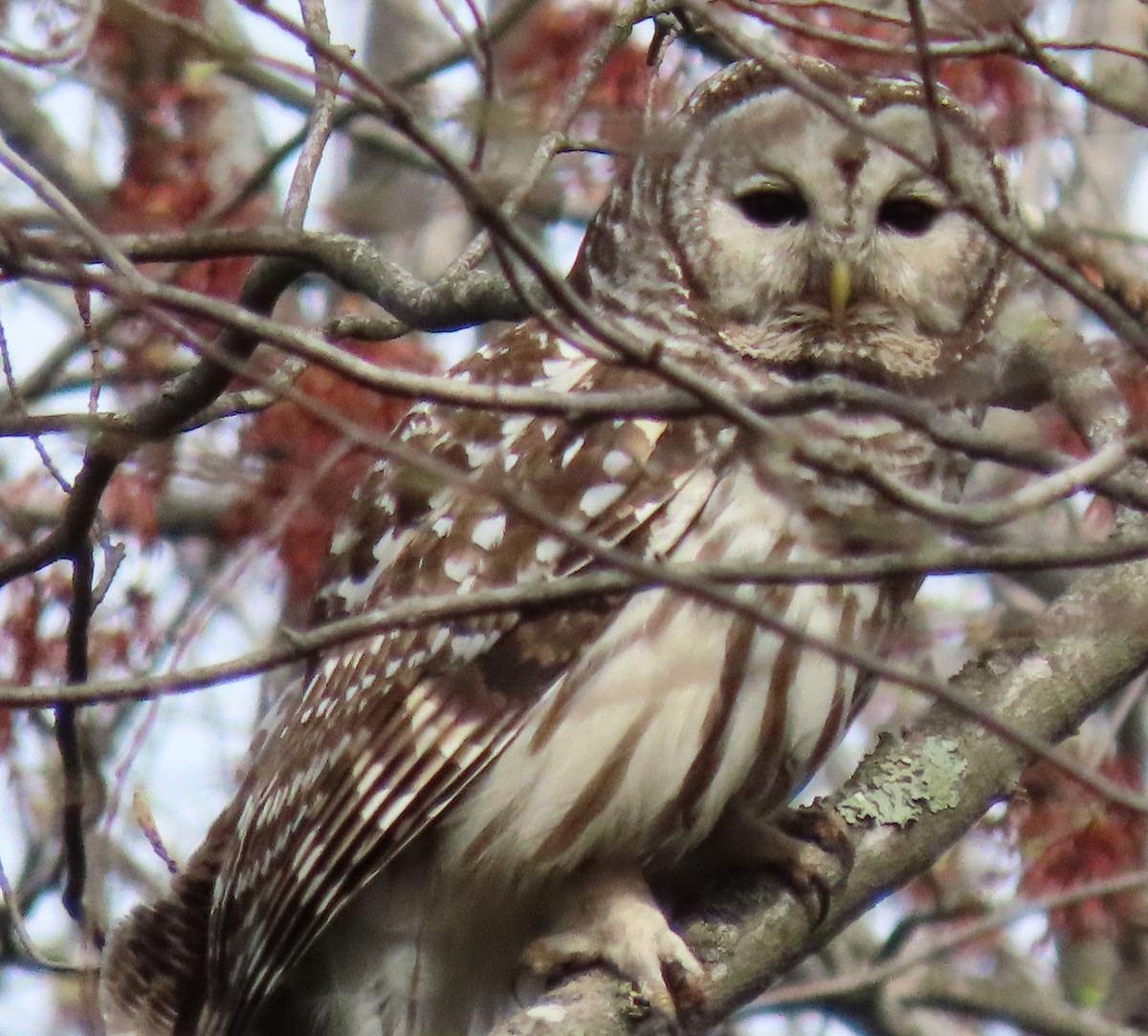 Barred Owl - ML445298161